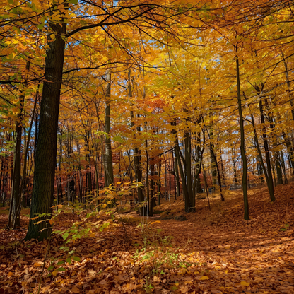 Autumn In The Holler